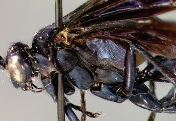 Media type: image;   Entomology 16337 Aspect: head frontal view 3